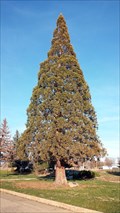 Image for Sequoia Gigantea Tree - Montague, CA