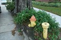 Image for Fire Hydrant Eating Oak Tree - Gretna, LA