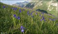 Image for Iris meadows at Gavarnie (Pyrénées  Mts., France)