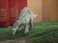 Image for Tenontosaurus - Fort Worth, TX