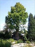 Image for Mammutbaum im Botanischen Garten - 95030 Hof/Germany/BY
