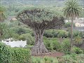 Image for OLDEST-- Dragon Tree in the World