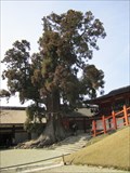 Image for Honsha osugi (Japanese Cedar) - Nara, Japan