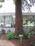 Image for Capitol Park Moon Tree - Sacramento, CA