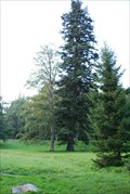 Image for Jedle v lázenském parku Karlove Studánce / Fir in the park of Karlova Studánka health resort