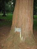 Image for Gilliam Memorial Tree - Dallas Oregon