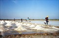 Image for Salt Farm -  Samut Sakhon, Thailand