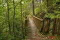 Image for Le pont de la forêt Jean Giono