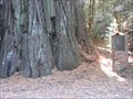 Image for Mountain Charlie Big Tree - Santa Cruz County, CA