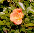 Image for Memorial Rose Garden - Nay Aug Park, Scranton, PA