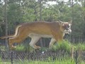 Image for Panther Statue - Ochopee, FL