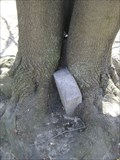 Image for Headstone Eating Tree - Port Credit, Ontario, Canada
