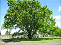 Image for Queen Victoria English Oak Tree, Matakoha, New Zealand