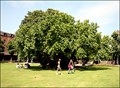 Image for Shakespeare's Mulberry Tree, Stratford upon Avon, Warwickshire, UK