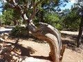 Image for Bent cedar trail tree - Grand Canyon -