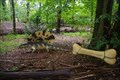 Image for Edaphosaurus - Amersfoort, NL