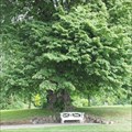 Image for Hans Christian Andersen lime tree in Augustenborg - Als, Denmark