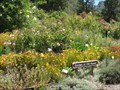 Image for Garden of Old Roses at UCB Botanical Garden - Berkeley, CA