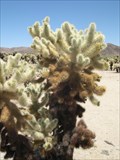 Image for Cholla Cactus Garden - Joshua Tree, CA
