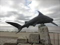 Image for Grey Reef Shark - Hull, UK