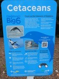 Image for Cetaceans - Gladstone, Queensland, Australia