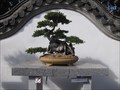 Image for Bonsai 105 ans, Montreal, Qc