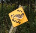 Image for Duck Crossing - Conklin, NY