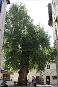 Image for Old black poplar - Kotor, Montenegro