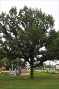 Image for WWII Veterans Tree -- Veterans Memorial Park, Fort Worth TX