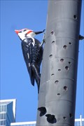 Image for Woodpecker Column - Toronto, ON