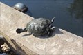Image for UT Turtle Pond Rescue -- University of Texas, Austin TX