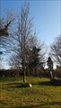 Image for W.I. 60th anniversary tree - Sourton, Devon