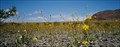 Image for Ashford Mills Wild Flower Field, Death Valley, California