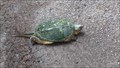Image for Snapping Turtle Crossing in Fitzroy Provincial Park - Fitzroy Harbour, ON