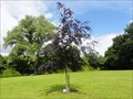 Image for Millennium Tree - Northwich, UK