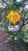 Image for Owls crossing - Yangmingshan National park Taiwan