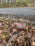 Image for Snapping Turtle-Centre County, Pennsylvania, USA