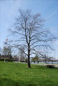 Image for Sycamore Tree - Burlington, NJ