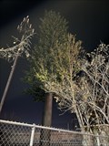 Image for Pine Tree - San Jose, CA