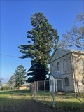 Image for Hoop Pine, St John's Catholic Church, Campbelltown