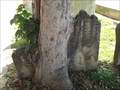 Image for Maple Tree Eating Grave Stones
