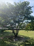 Image for OKC Bombing Memorial Tree - Claremore, OK