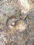 Image for Ammonites et Bivalves - Mine d'argent de Richard Cœur de Lion, FRA