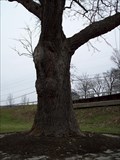 Image for Boyd-Parker Torture Tree - Cuylerville, New York