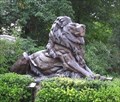 Image for Lions at the National Zoo