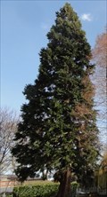Image for University Of Manchester Sequoiadendron Giganteum - Manchester, UK