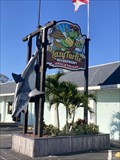 Image for The Shark at The Lazy Turtle (Palm Bay, Florida)