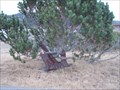 Image for Anchor at Port of Gold Beach  -  Gold Beach, OR