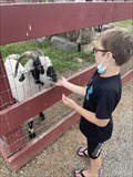 Image for Feed the Farm Animals - Silverman's Farm - Easton, CT