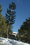 Image for Cell Tower Pine - Flagstaff, AZ